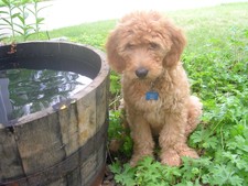 Callaway, one of our spring Doodles.
Photo courtesy of new owners.